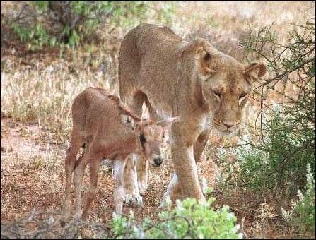 Photo Reuters - Sila materskeho pudu primela tuto lvici v africkem narodnim parku Sambara k adoptaci osireleho mladete antilopy Oryx - za normalnich okolnosti oblibenou soucast jejiho jidelnicku...