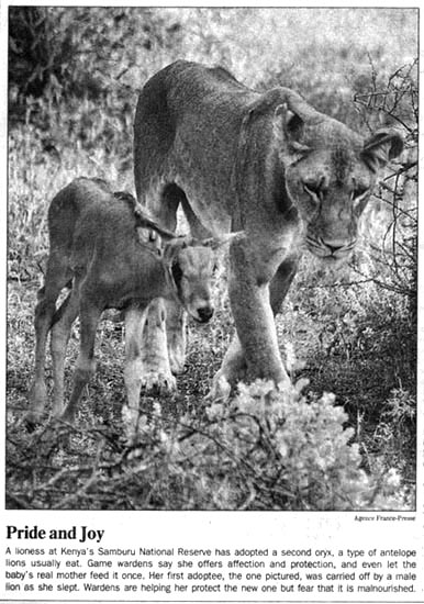 "Hrdost a poteseni.
Lvice v Kenske narodni rezervaci Samburu adoptovala druheho Oryxe, druh antilopy, ktery lvi normalne jedi.Zamestnanec parku rika, ze lvice dava antilopatku afekci i ochranu a dokonce povolila matce antilopatka, aby jej jednou nakrmila. Jeji prvni adoptovany oryx, zde na starsim obrazku, byl unesen lvim samcem, kdyz lvice spala. Zamestnanci parku ji pomahaji chranit noveho oryxe, ale obavaji se, ze je podvyziveny."