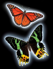 Malovano pastelkami Prismacolor, pozadi Photoshop.
Motyl (Monarch Butterfly - California)
Mura  (Urania Sloanus moth - Brazil)